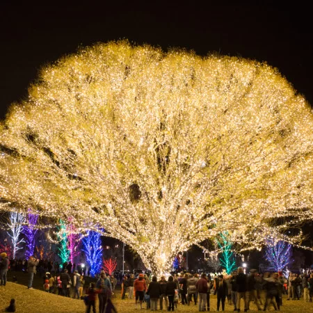 Brite Nites Lights Up Draper City’s Tree of Life