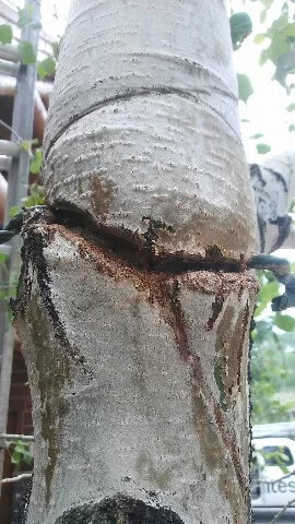 Why You Should Remove Your Holiday Lights Yearly